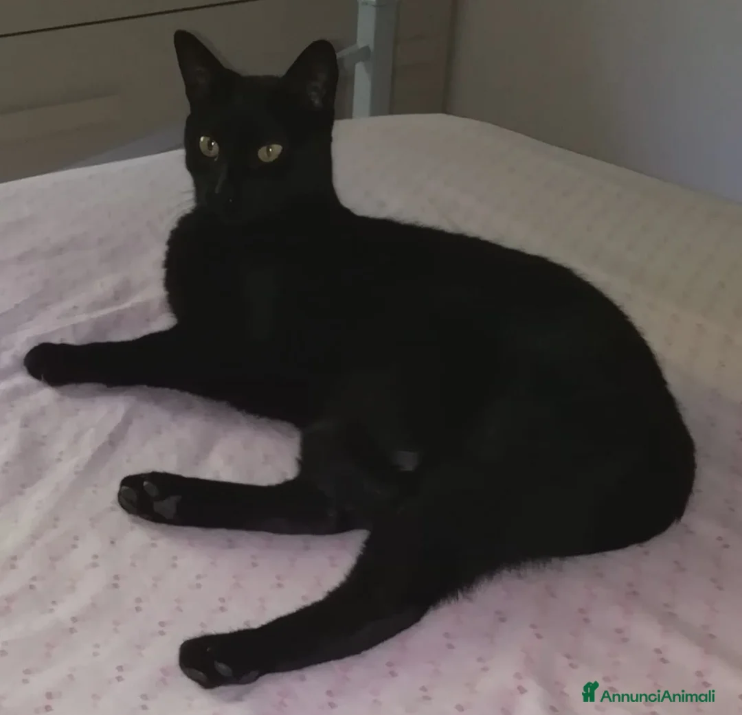 Meticcio gatti in regalo: AXEL micio panteroni di 7 anni - Annuncio 2