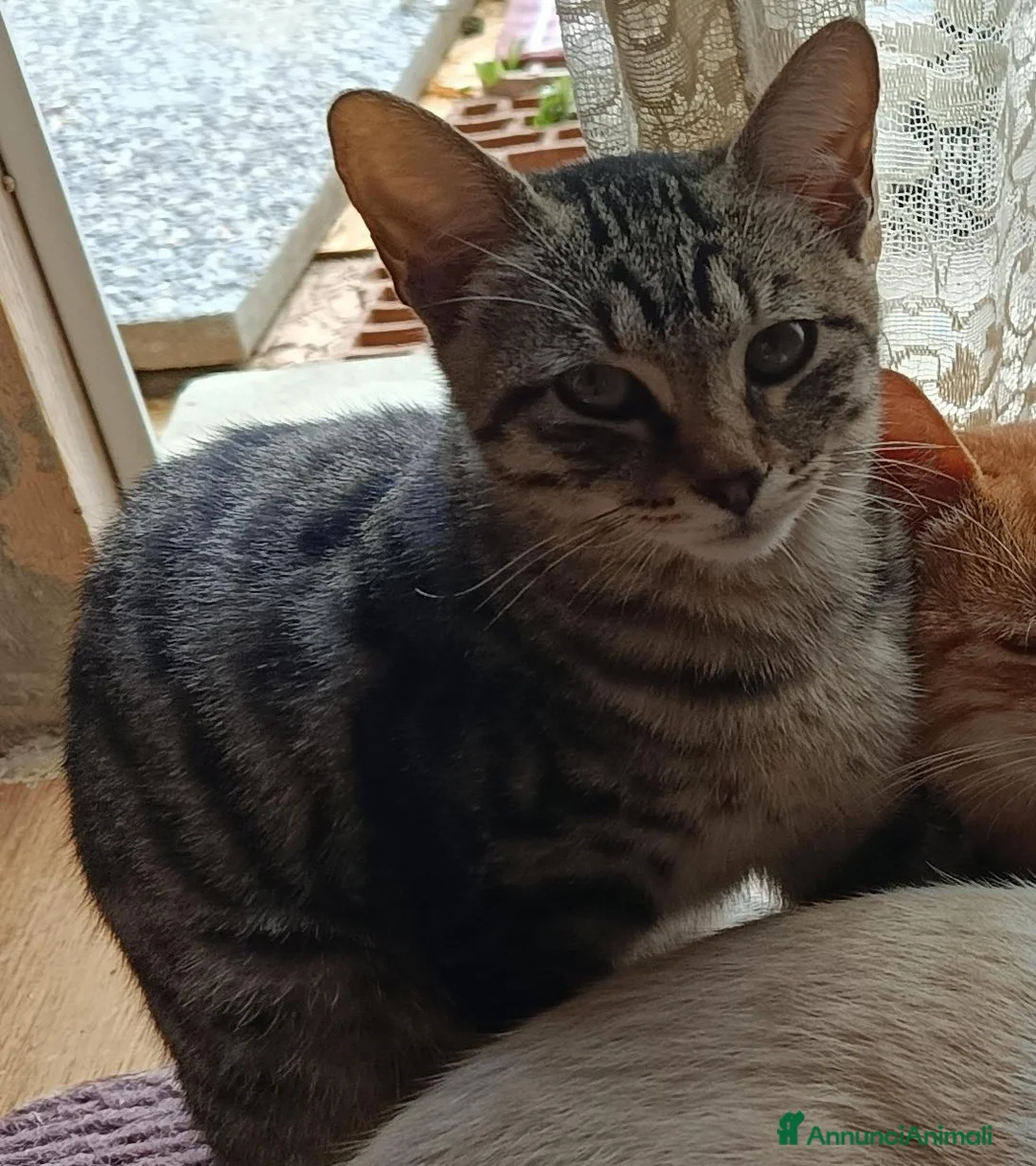 Altre razze gatti in regalo: Pepe🖤Dora🤍 e Cookie🤎 (IN REGALO,NON IN VENDITA) - Annuncio 4