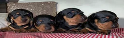 Bassotto cani in vendita: Cucciolo bassotto kaninchen/nano - Annuncio 6