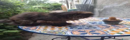 Persiano gatti in vendita: Persiana ipertipica con pedigree - Annuncio 5