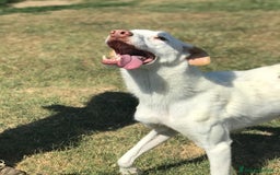 Labrador cani in regalo: Help per Blanko derivato labrador  a Provincia di Latina - Immagine 2