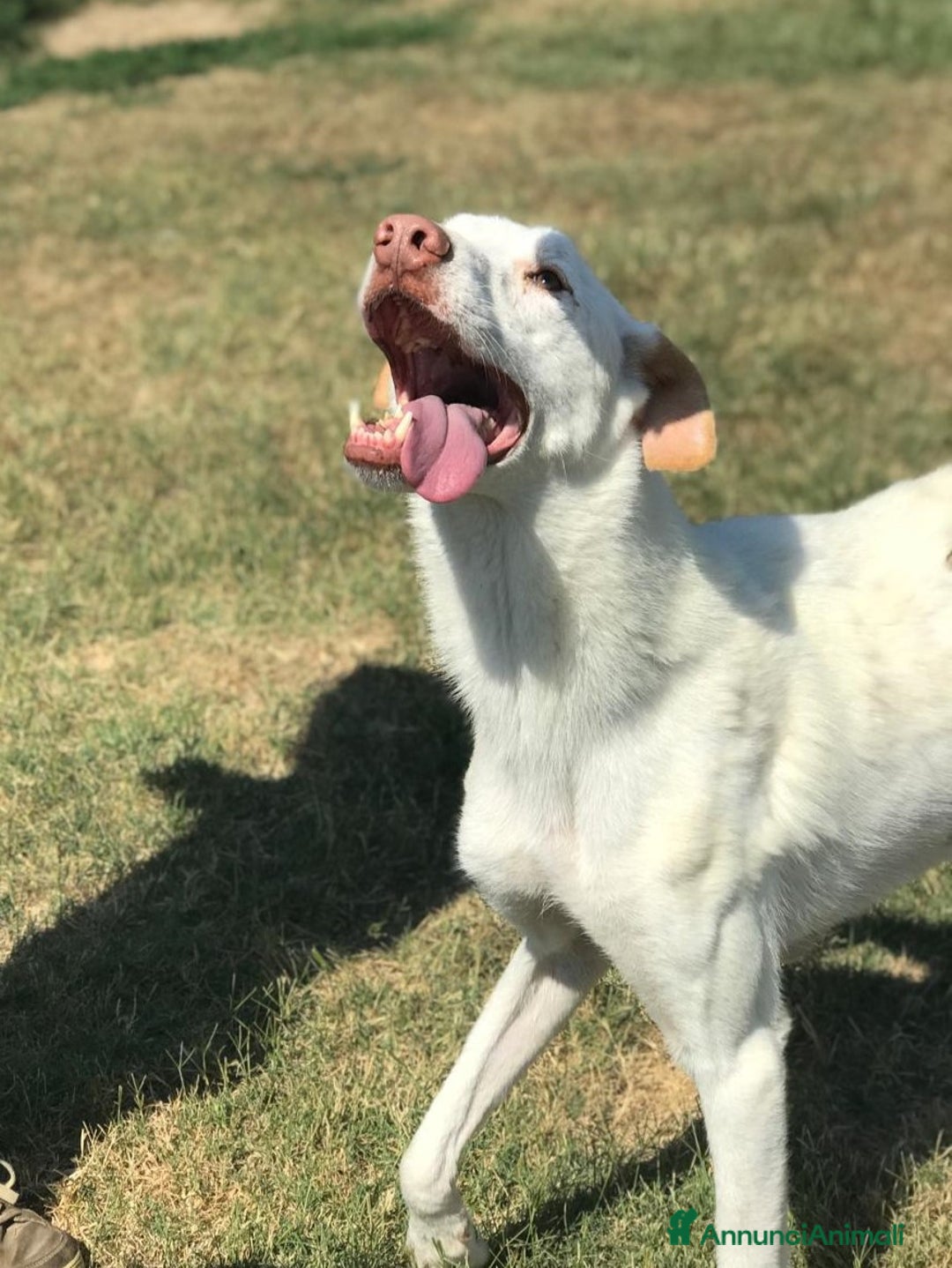 Labrador cani in regalo: Help per Blanko derivato labrador  a Provincia di Latina - Immagine 2