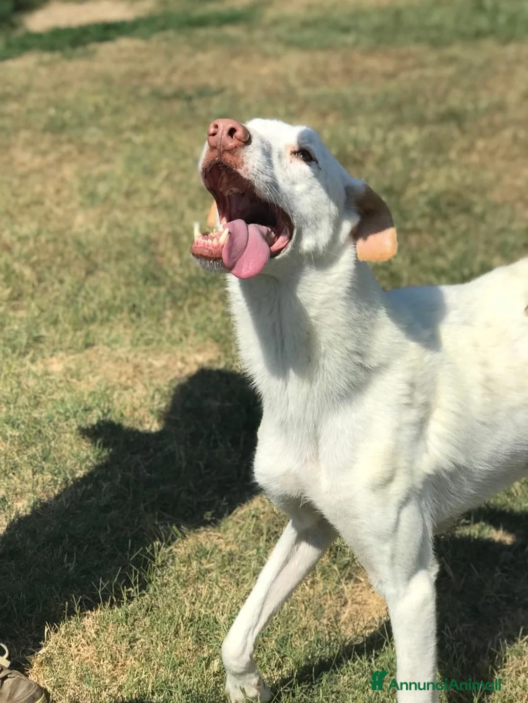 Labrador cani in regalo: Help per Blanko derivato labrador  a Provincia di Latina - Annuncio 2