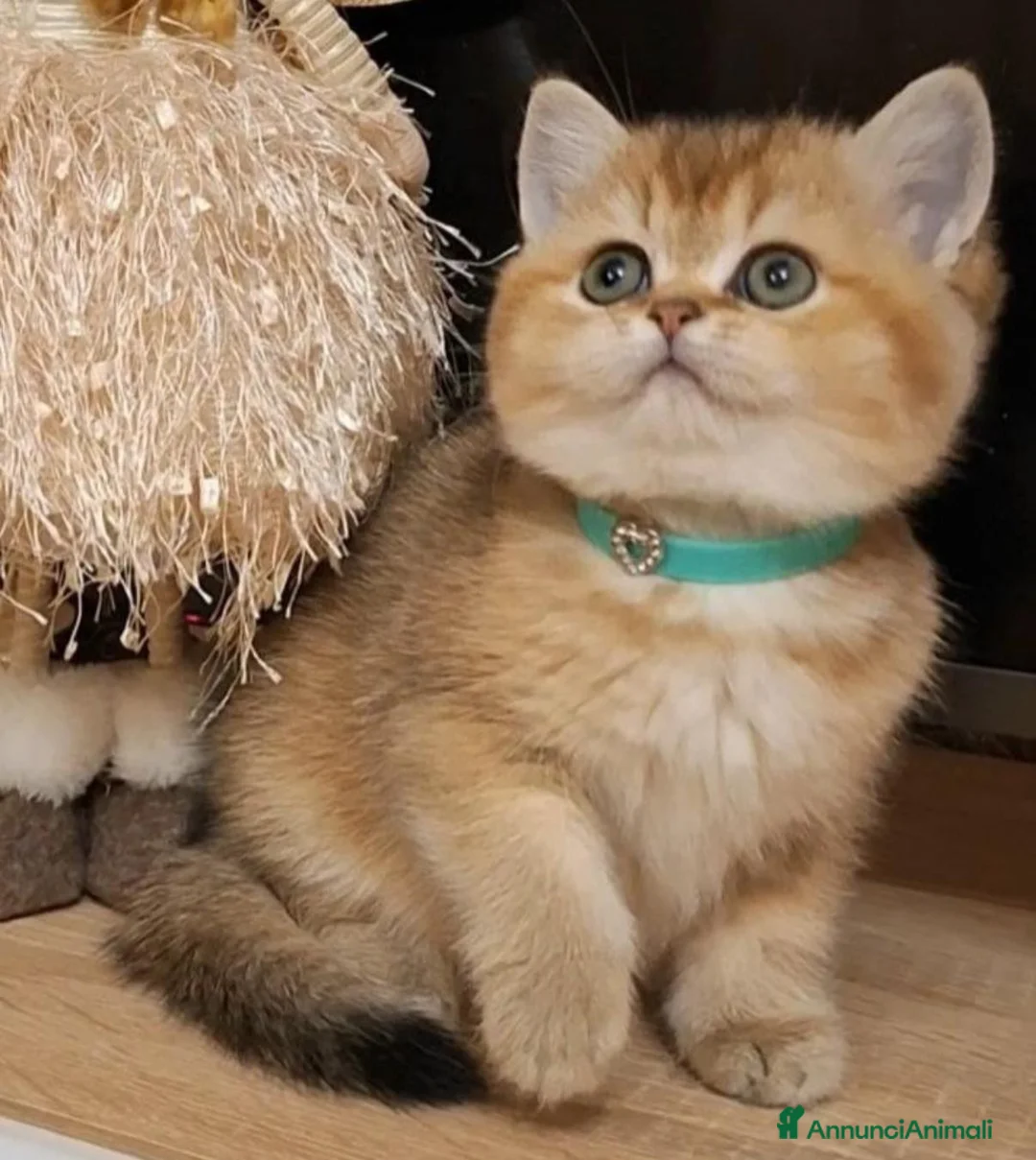 British gatti in vendita: Cuccioli di british shorthair golden  - Annuncio 5