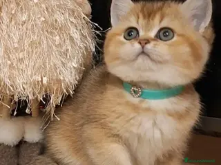 British gatti Cuccioli di british shorthair golden - Annuncio 4