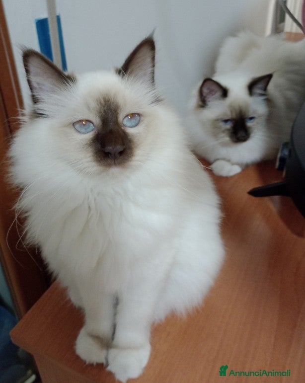 Sacro di Birmania gatti Cucciole Sacro di Birmania  - Annuncio 4