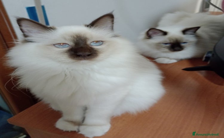 Sacro di Birmania gatti - Annuncio 2