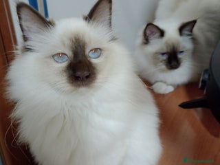 Sacro di Birmania gatti Cucciole Sacro di Birmania - Annuncio 28