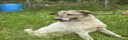 Meticcio cani in regalo: Maya: bellissima principessa taglia grande  - Annuncio 9