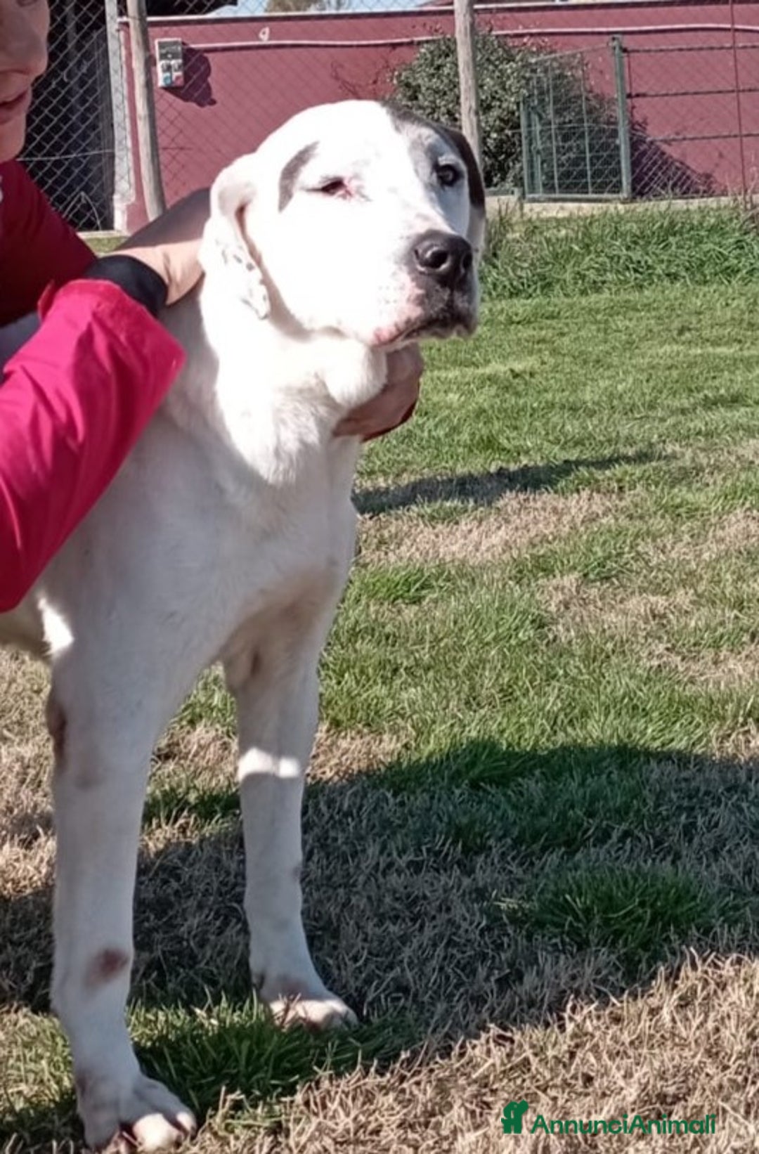 Meticcio cani in regalo: ADOZIONE DEL CUORE_MONICA NONNINA TENERISSIMA a Provincia di Latina - Annuncio 4