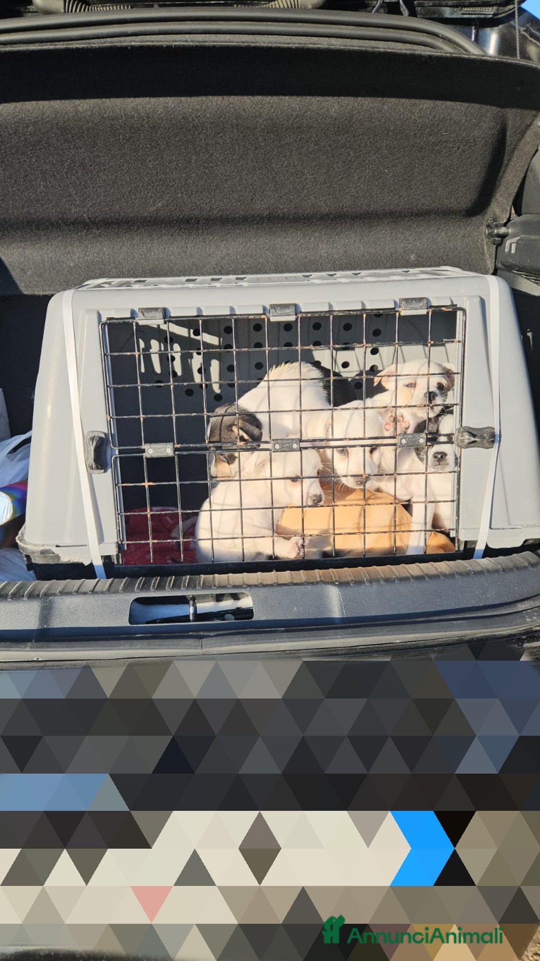 Meticcio cani in regalo: Cipollina: 2 mesi taglia piccola  - Annuncio 2