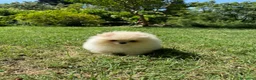 Volpino Pomerania cani in vendita: Volpino di Pomerania  - Annuncio 13