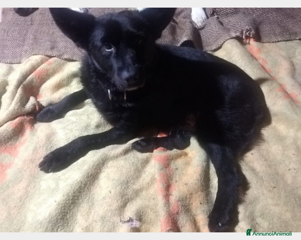 Meticcio cani 6anni tg piccola(5/6kg) nero rimasto soloTORINO a Milano - Annuncio 28