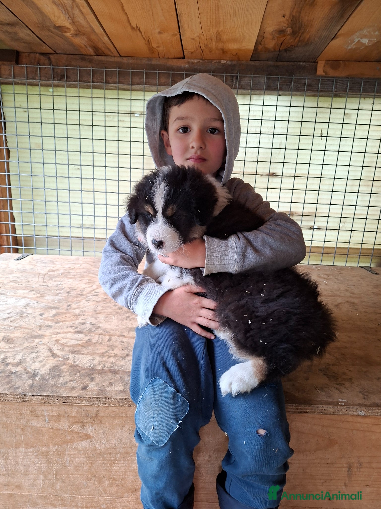 Australian Shepherd cani in vendita: Cucciole blacktricolor nbt - Annuncio 4