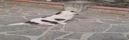 San Bernardo cani in vendita: Cuccioli  di San Bernardo  - Annuncio 4
