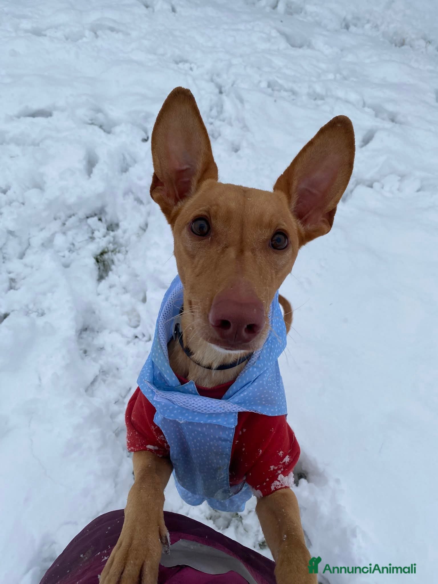 Cirneco dell'Etna cani Valerio cerca casa - Annuncio 1