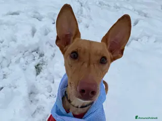 Cirneco dell'Etna cani Valerio cerca casa - Annuncio 11