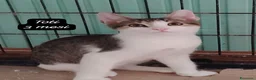 Meticcio gatti in regalo: Gattini destinati alla colonia  a Provincia di Ferrara - Annuncio 9