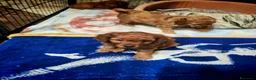 Barboncino cani in vendita: Barboncino nano - Annuncio 6