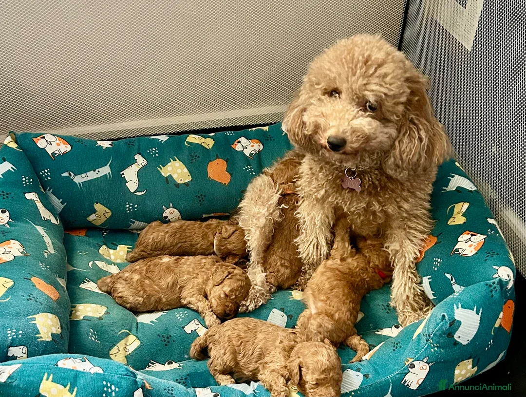 Barboncino Toy cani in vendita: Cuccioli Barboncino Toy Red - Annuncio 6