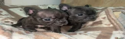 Bulldog Francese cani in vendita: baby bulldog francese  - Annuncio 5