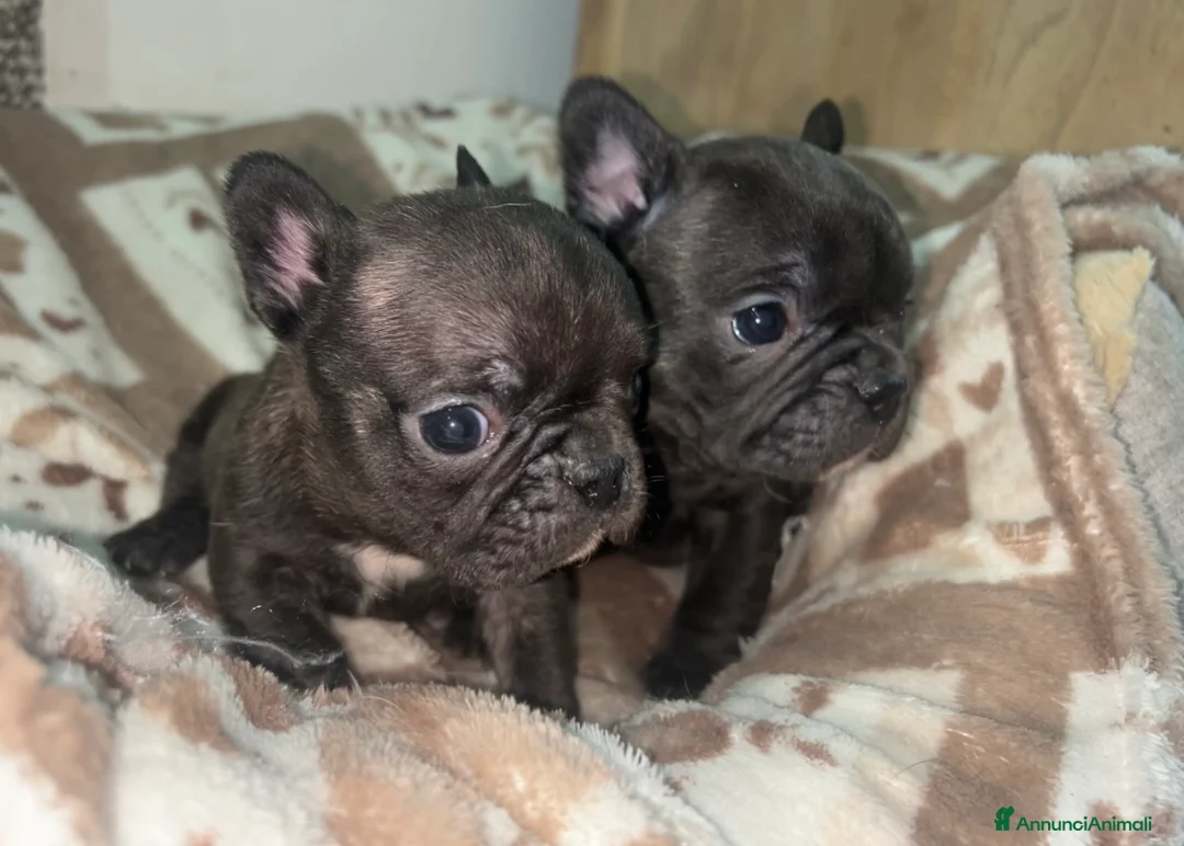 Bulldog Francese cani in vendita: baby bulldog francese  - Annuncio 5