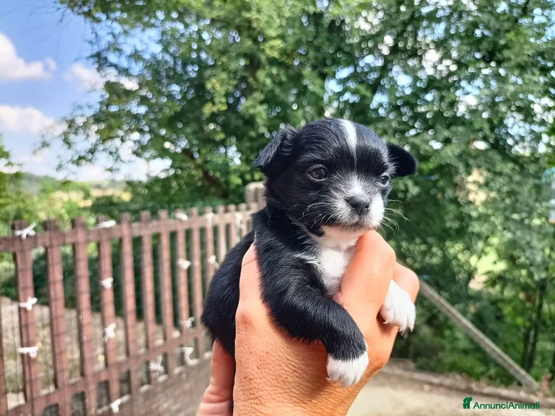 Chihuahua cani in vendita: SIMIL CHIHUAHUA - Annuncio 4