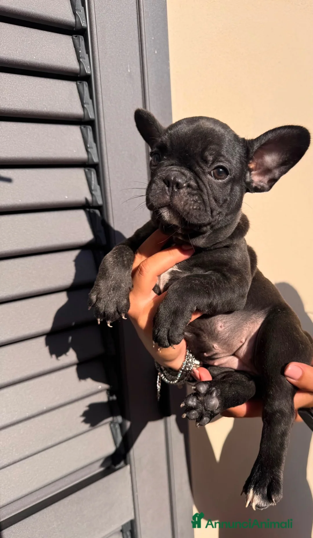 Bulldog Francese cani in vendita: Bulldog francese  - Annuncio 3