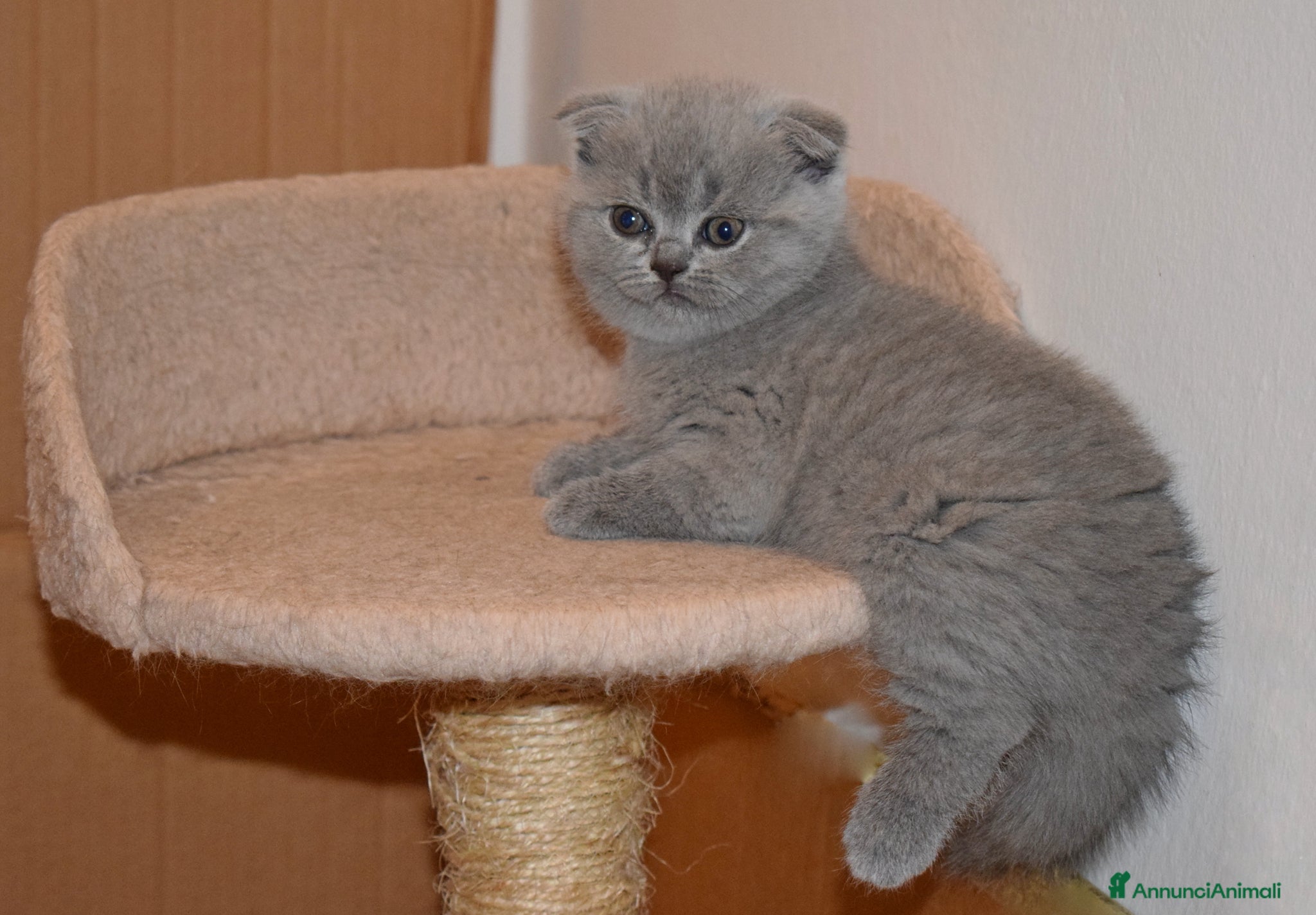 Scottish gatti in vendita: Scottish fold e straight con pedigree - Annuncio 6