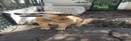 Meticcio cani in regalo: Ciccio, anziano in canile - Annuncio 3