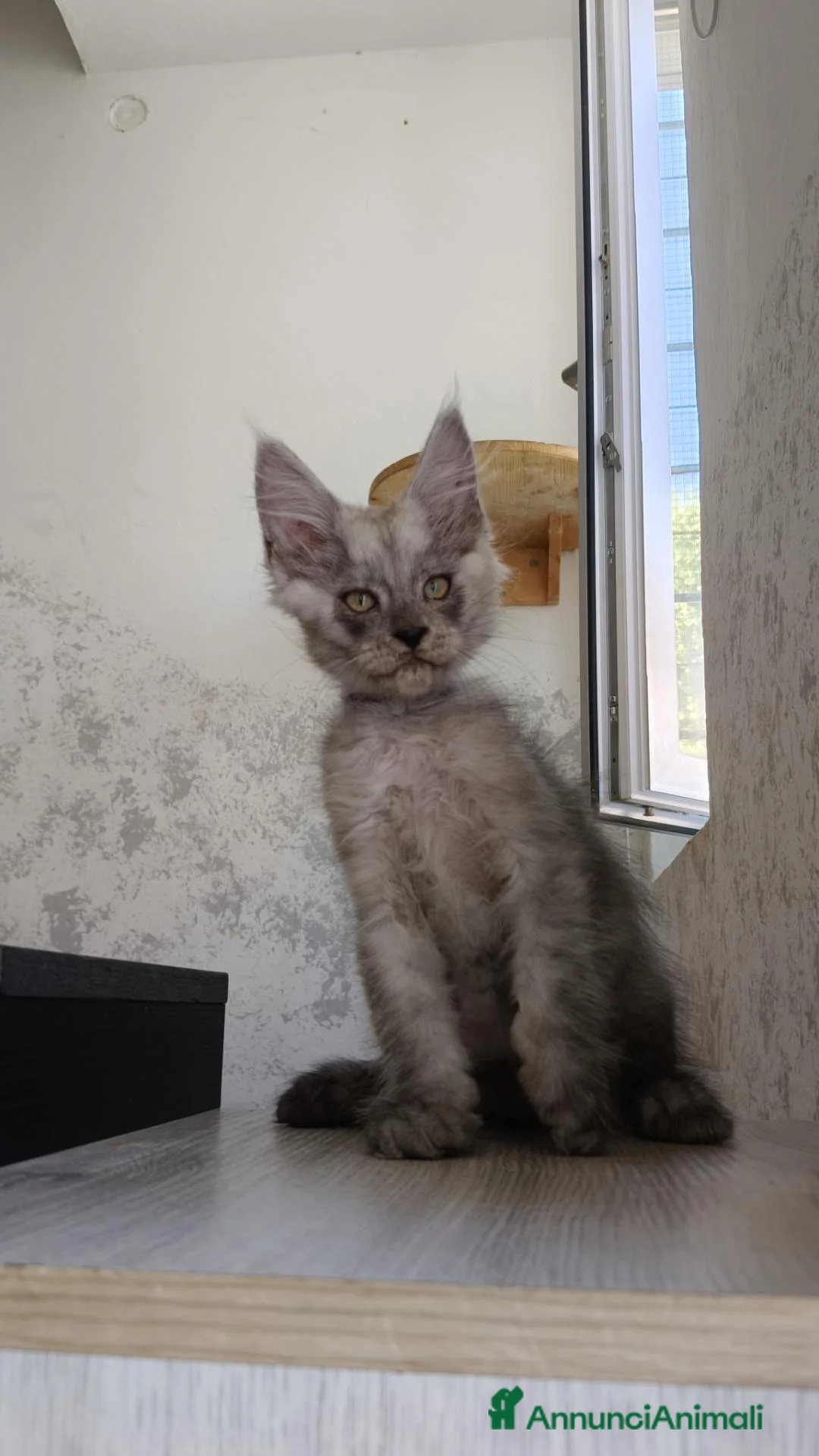 Maine Coon gatti in vendita: Cucciolo Maine Coon Black Smoke maschio  - Annuncio 8