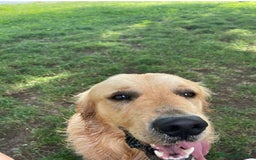 Golden Retriever cani in vendita: Golden retraiver a Città metropolitana di Roma Capitale - Immagine 9