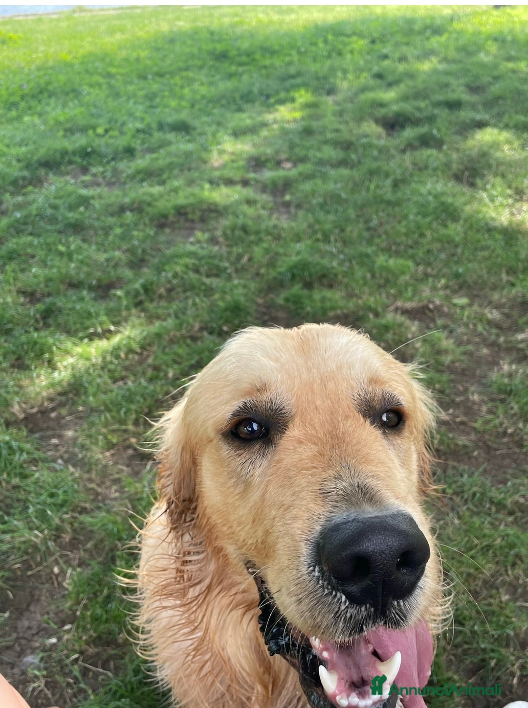 Golden Retriever cani in vendita: Golden retraiver a Città metropolitana di Roma Capitale - Immagine 9