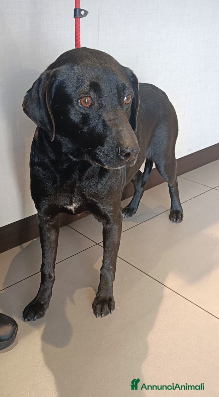 Meticcio cani Simba 6anni nero kg16 MILANO SOS CASA - Annuncio 20