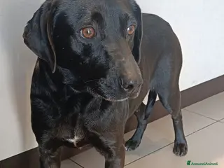 Meticcio cani Simba 6anni nero kg16 MILANO SOS CASA - Annuncio 20