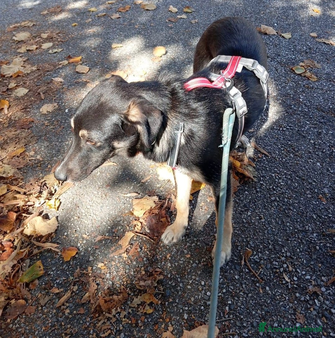 Meticcio cani in regalo: Salviamo Freddy dal canile cucciolo 5 di tg media - Annuncio 3