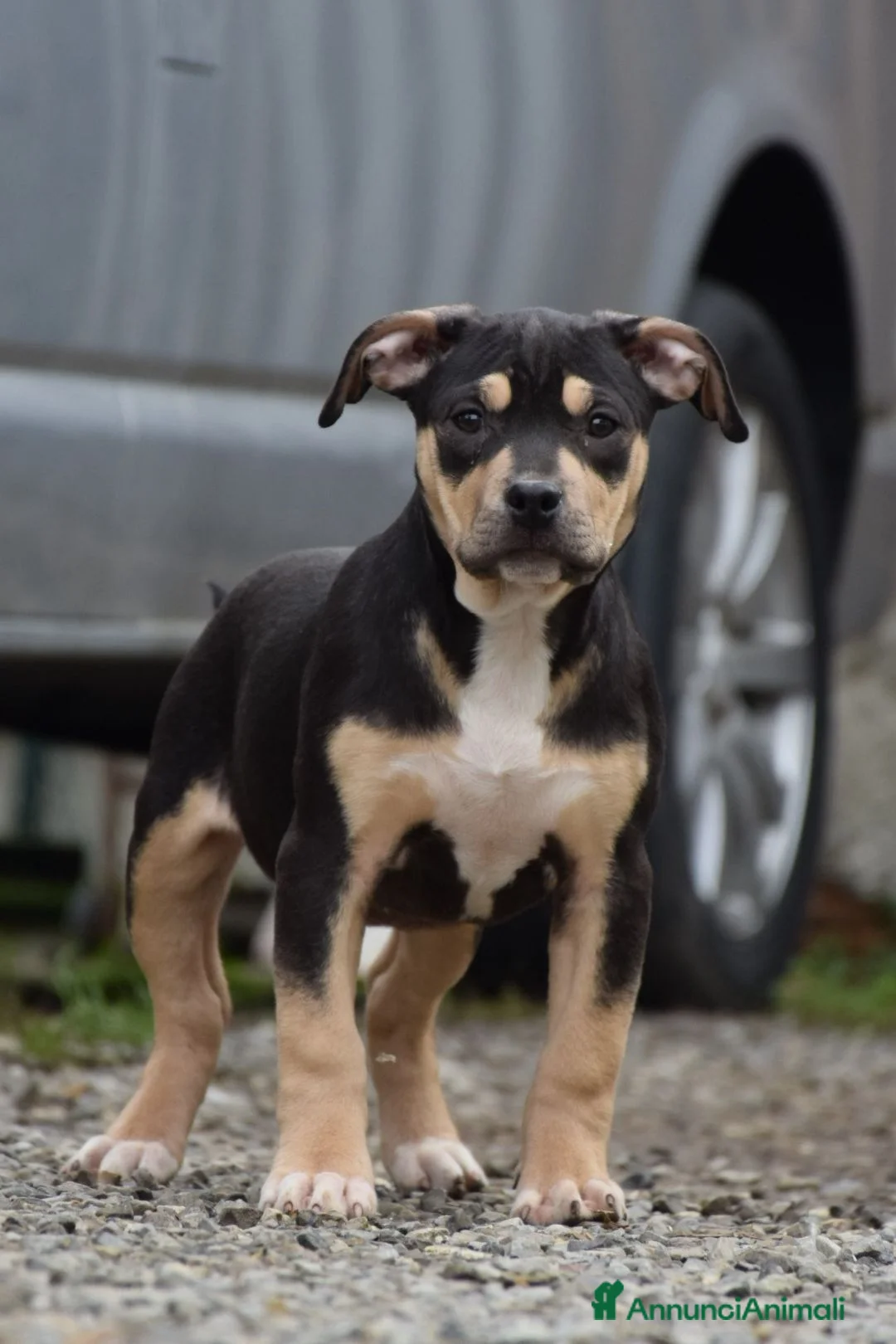Pitbull cani in vendita: Cuccioli Pit Bull con pedigree anche a rate! - Annuncio 13