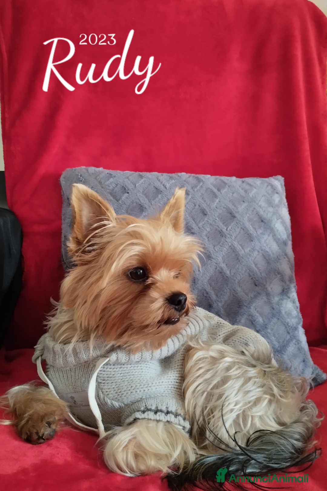 Yorkshire cani per accoppiamento: Maschio Yorkshire Toy per accoppiamento a Provincia di Brescia - Annuncio 14