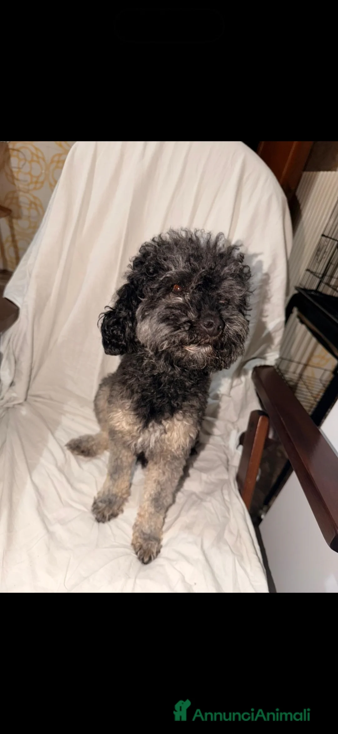 Barboncino cani in vendita: cane barboncino a Provincia di Brindisi - Annuncio 3