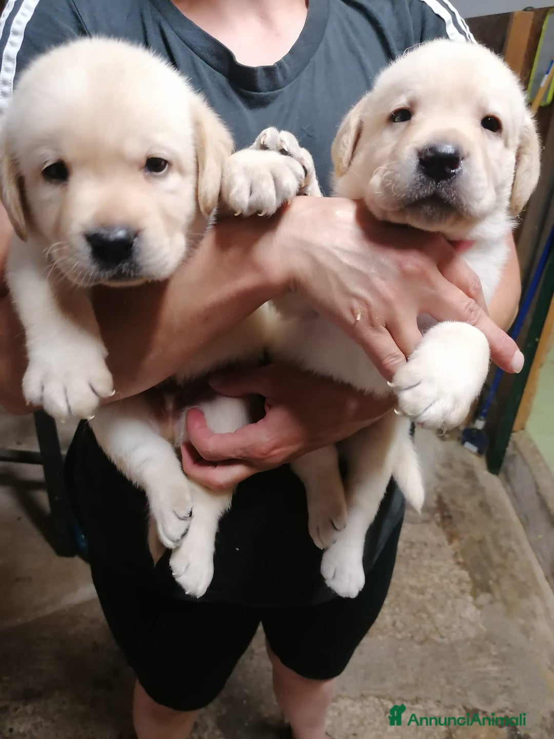 Labrador cani in vendita: Labrador chocolate  neri e miele  a Province of Verona - Immagine 7