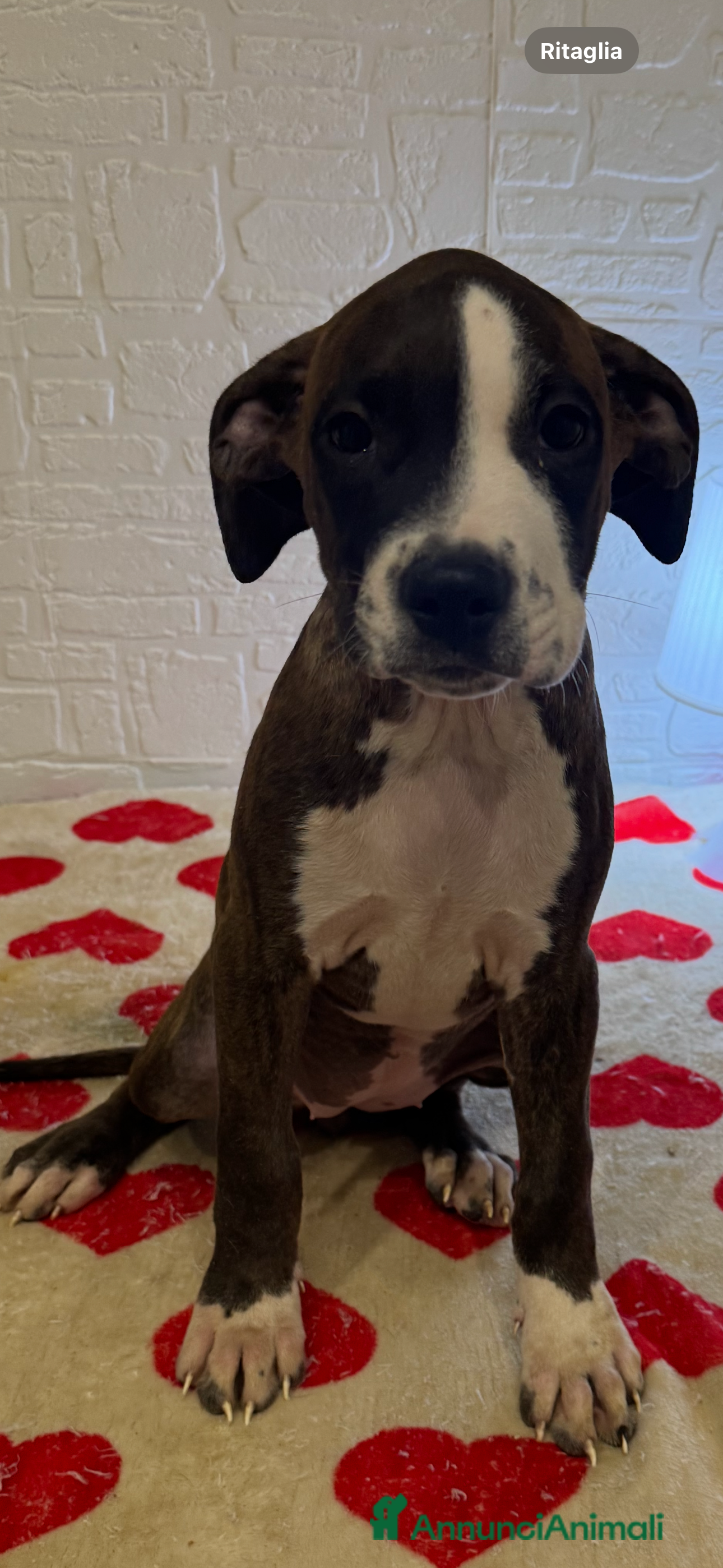 American Staffordshire cani Amstaff - Annuncio 19