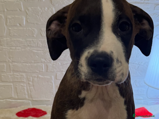 American Staffordshire cani Amstaff - Annuncio 11