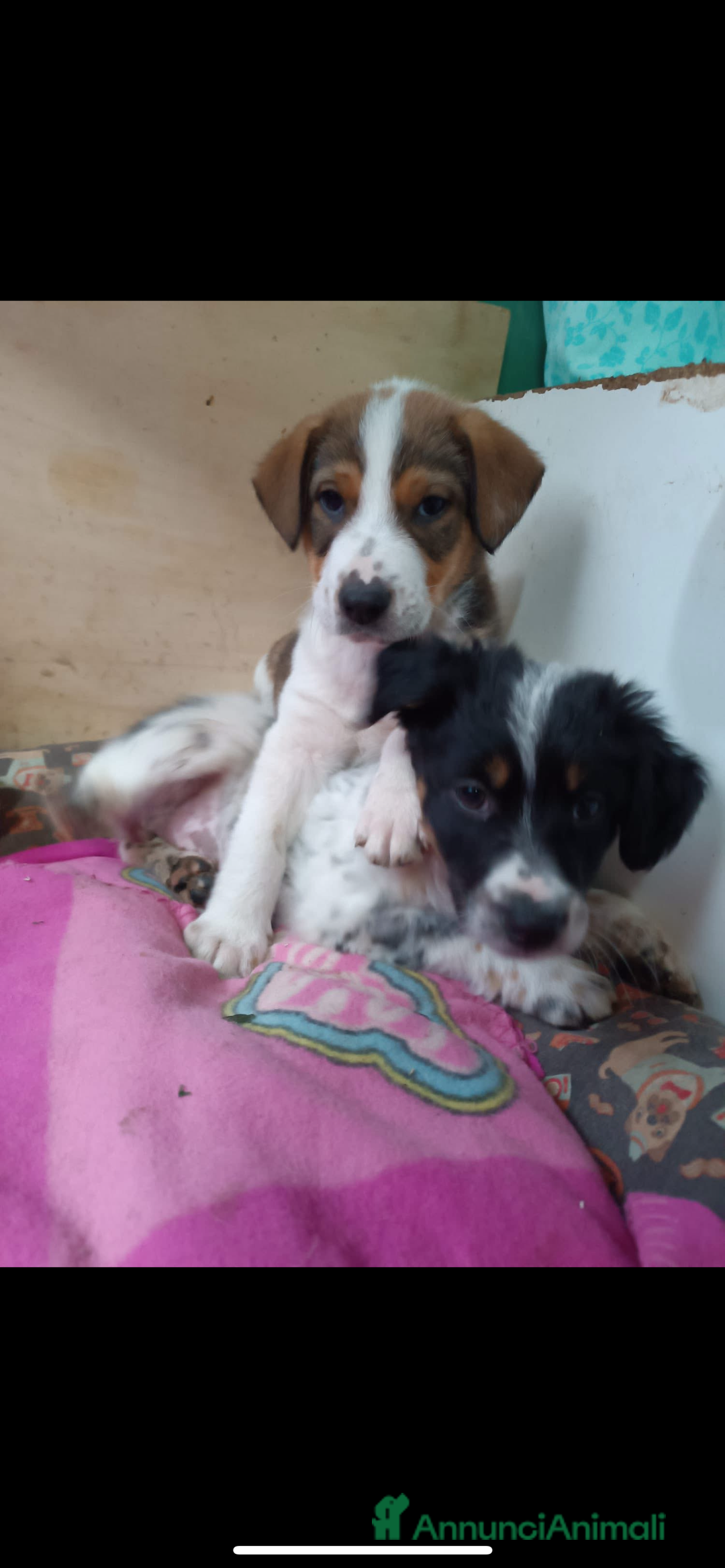 Meticcio cani in regalo: Dory e Tommy due cuccioli meravigliosi  - Annuncio 6