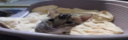 Bengala gatti in vendita: Cucciolina bengala per Natale - Annuncio 5