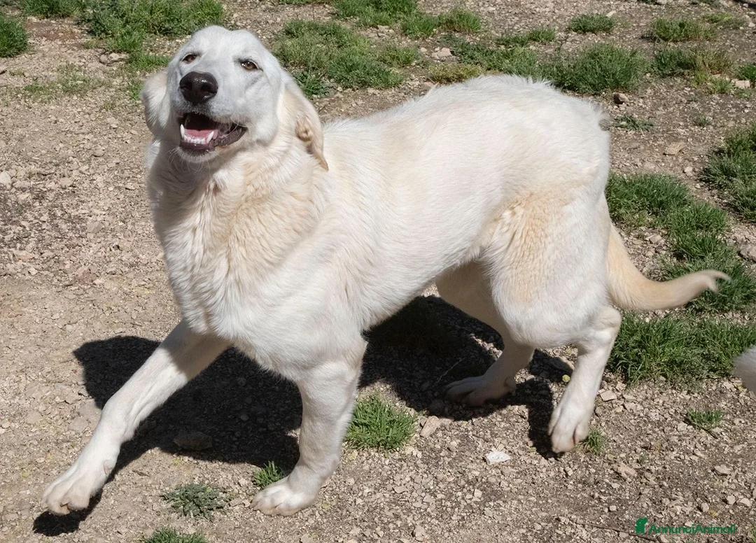 Meticcio cani in regalo: ZULEYA ASPETTA TE a Città metropolitana di Roma Capitale - Annuncio 1