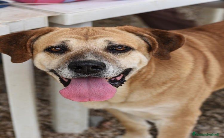 Meticcio cani a Città metropolitana di Roma Capitale - Annuncio 12