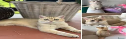 Scottish gatti in vendita: Gatto Scottish Straight  a Provincia di Latina - Annuncio 4