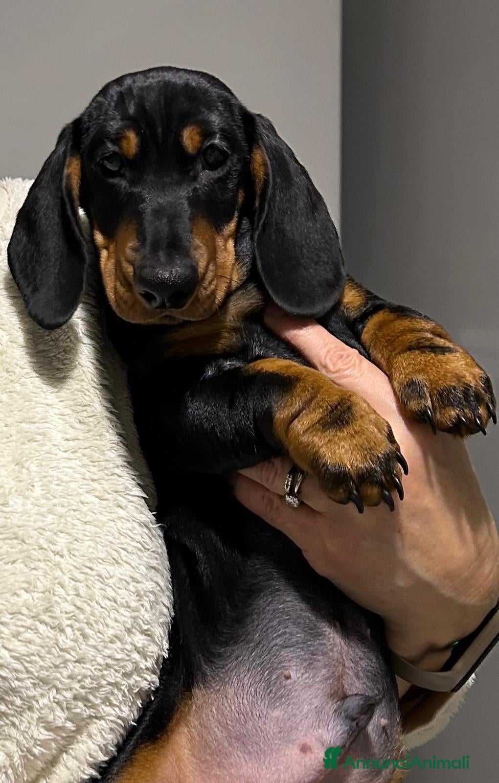 Bassotto cani Bassotto Tedesco nano-pedigree  - Annuncio 12