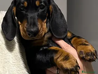 Bassotto cani Bassotto Tedesco nano-pedigree - Annuncio 12