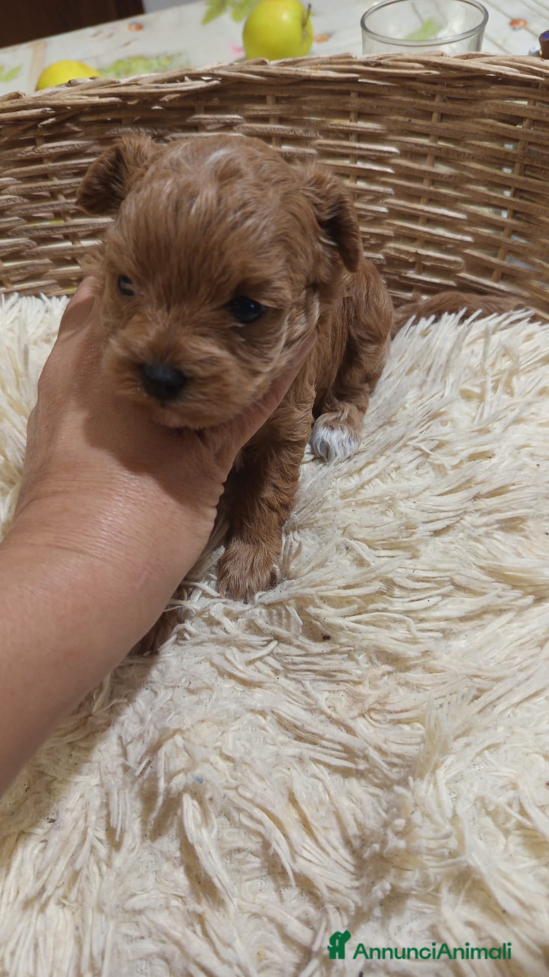 Meticcio cani in vendita: Cuccioli di Maltipoo toy, disponibili da metà mese - Annuncio 2